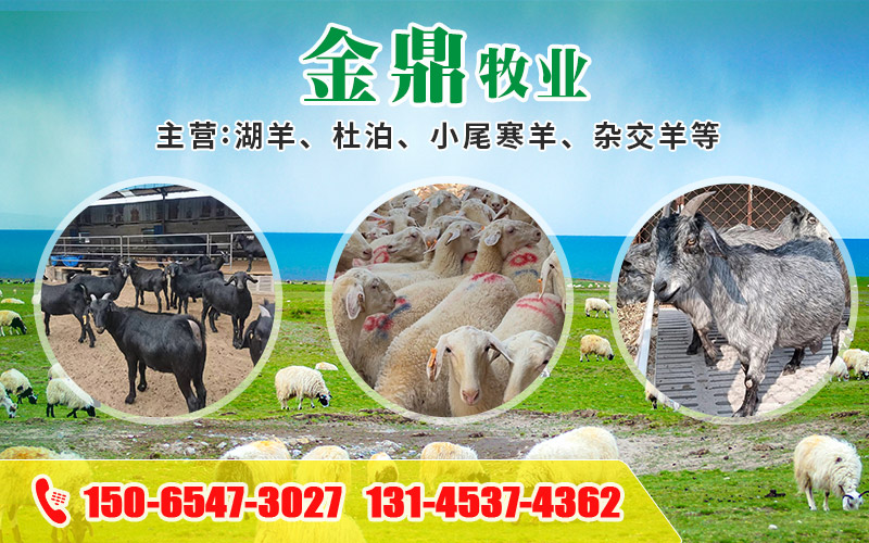 梁山金鼎牧业有限公司