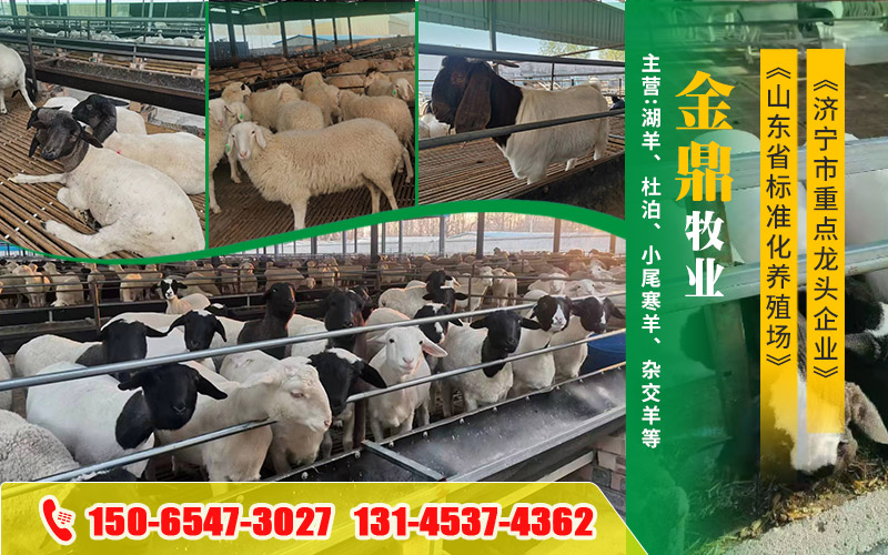 梁山金鼎牧业有限公司