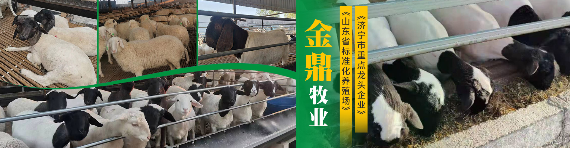 梁山金鼎牧业有限公司