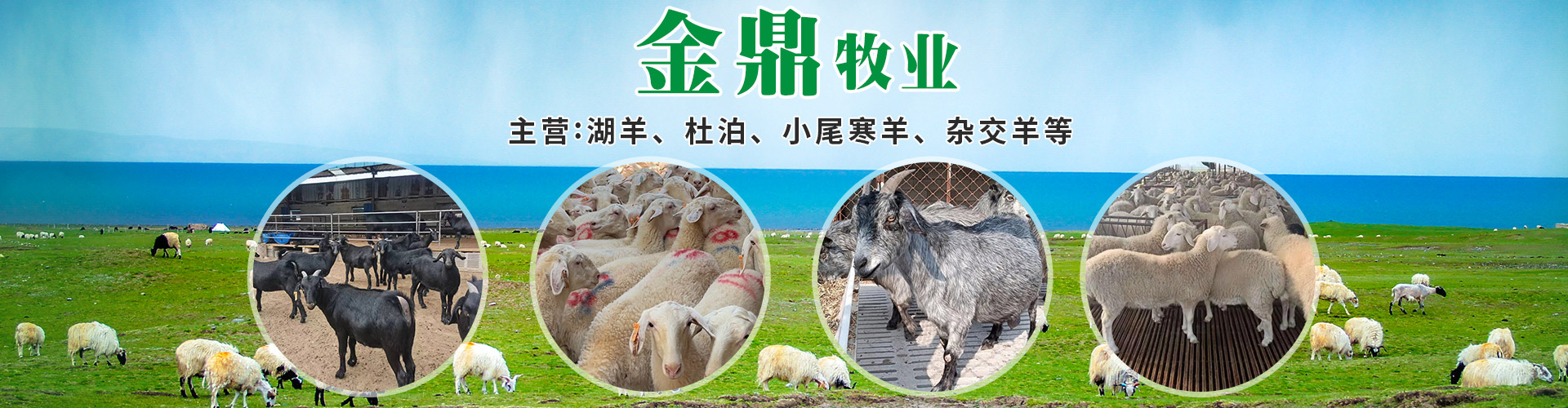 梁山金鼎牧业有限公司