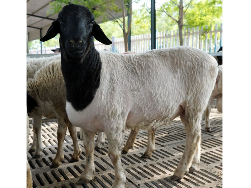 ccc3f9644ef0391849d98e1e25803df