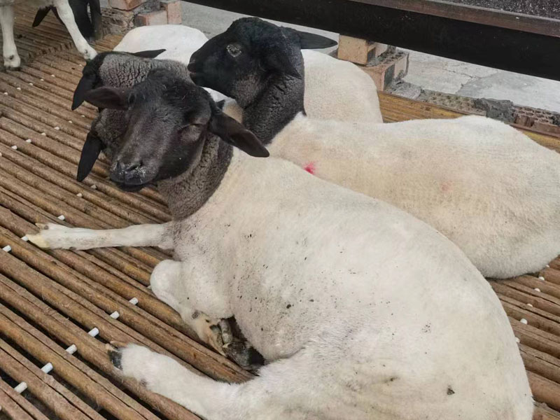 0af9c9fda6a667579237c241c44112b