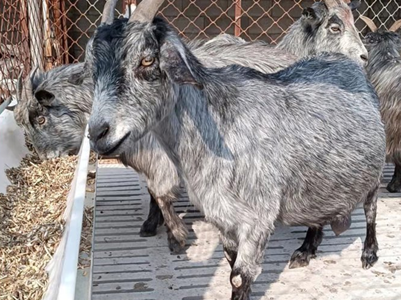 4d5ac21e0d850bb0705dabe77f87dcc