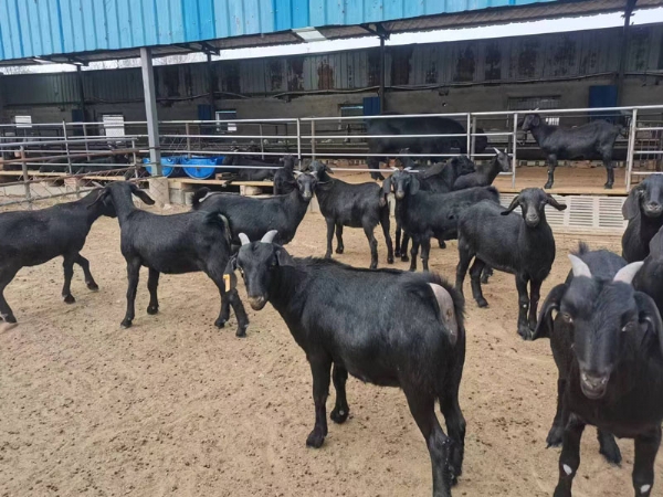 山羊舍圈建筑的要求有哪些呢？