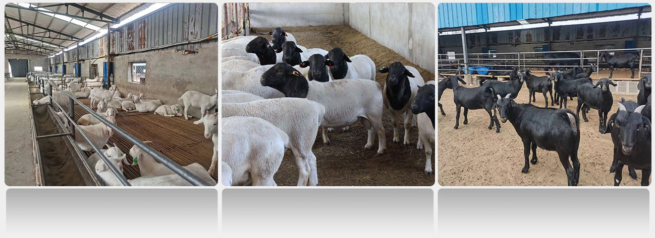 梁山金鼎牧业有限公司