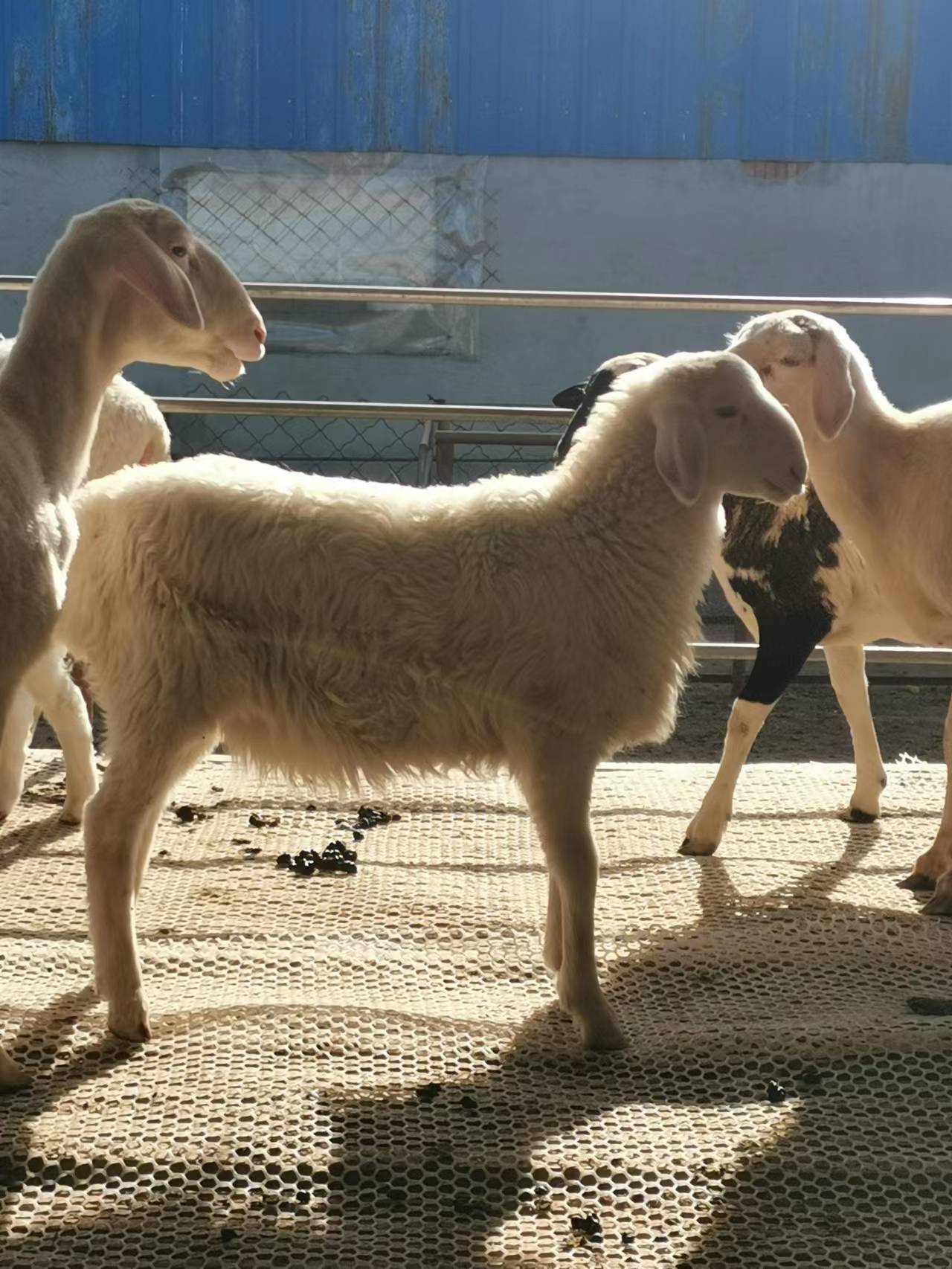 fa68185529ba9917fb02e360adb87c7