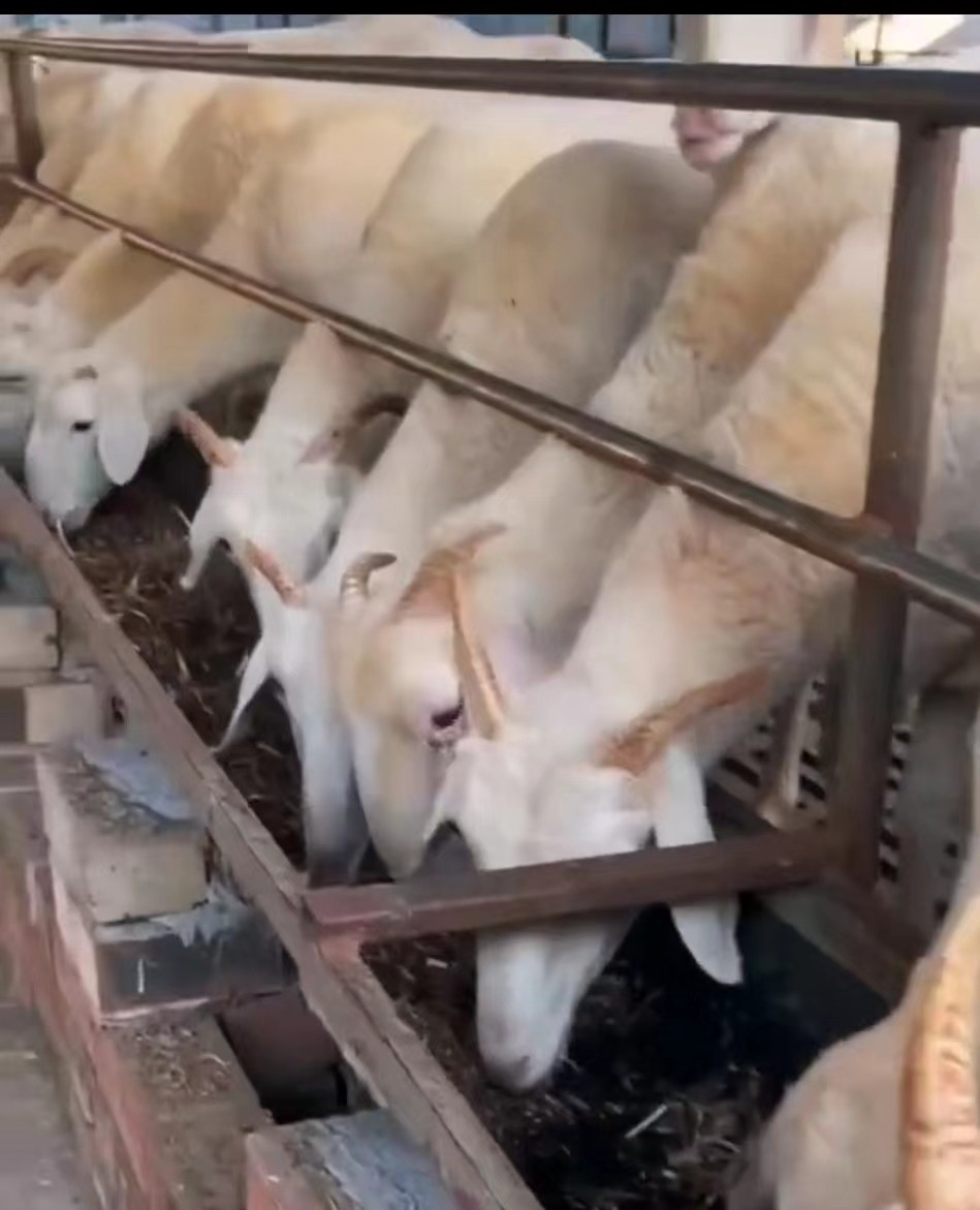 a64237b7ac533b12bf5131b1822d1b7