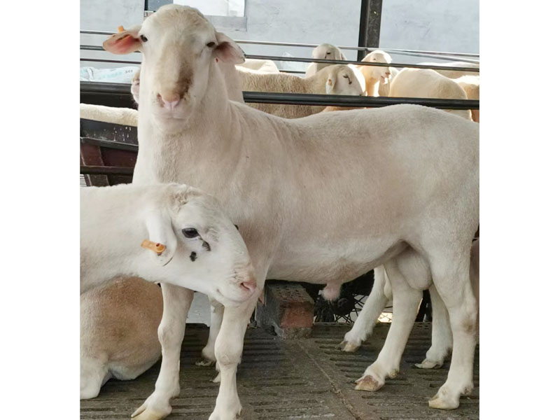 15dc64fae1f7478160f50208c0756c2