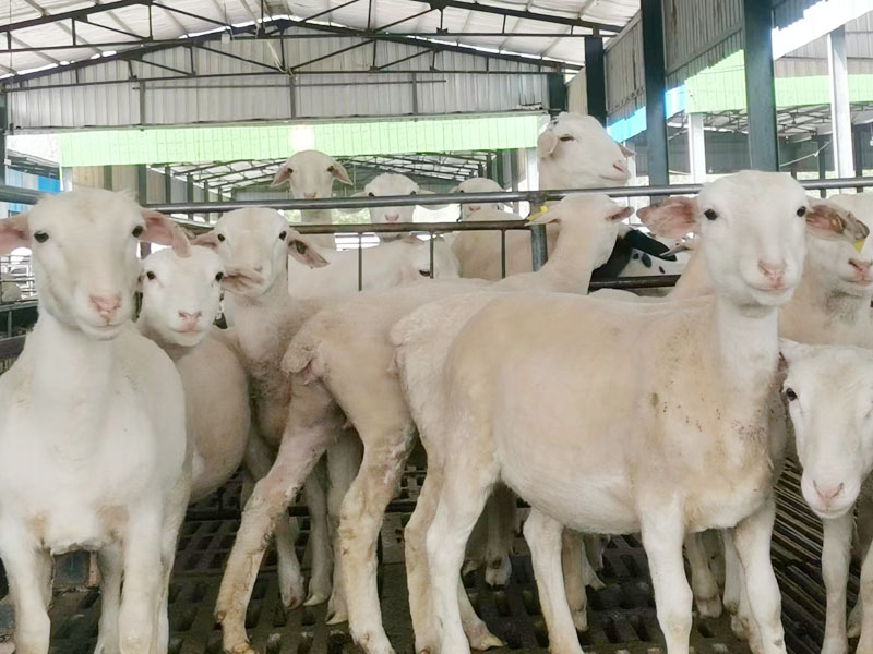 8f31677cacc64b88ecd9842196caf36