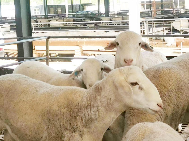 331f783c4f5490f1af1b7a2af31d6b1