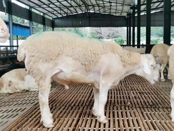 澳洲白绵羊