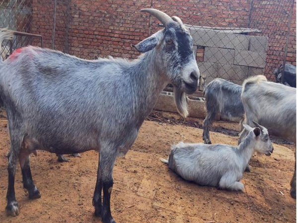 如何管理山羊舍饲养殖技术呢？