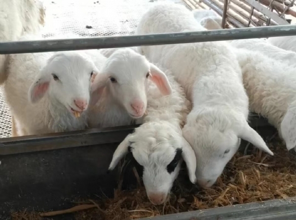 金鼎牧业带您了解湖羊的现状