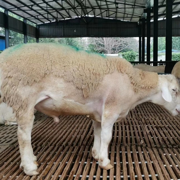 澳洲白绵羊