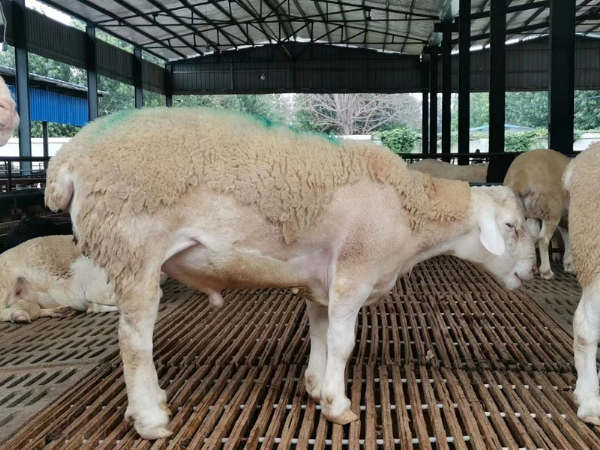 澳洲白绵羊