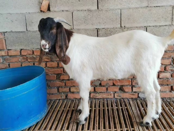 波尔山羊杂种改良的注意事项您了解吗？