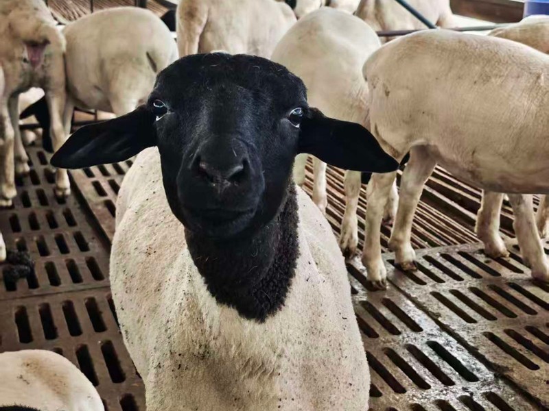 a09ffec55ed5632cc7274cac2abe890